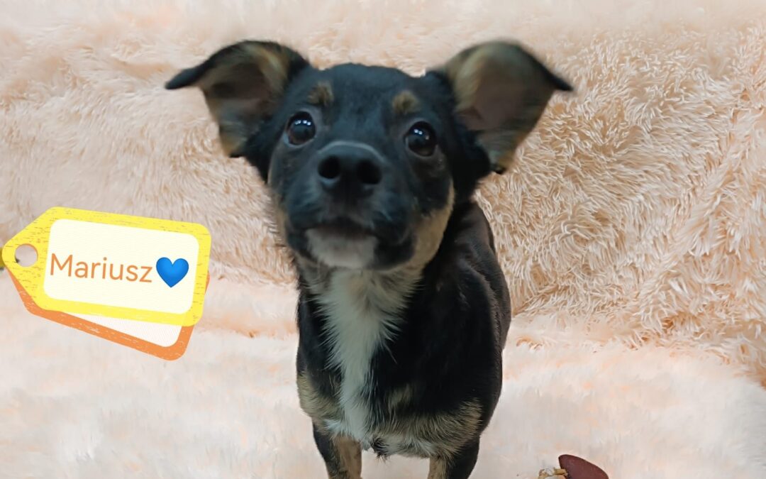 Reserved Mariusz-a tiny boy- 7 months old-arrival 19th September