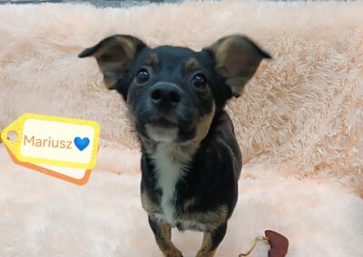 Reserved Mariusz-a tiny boy- 7 months old-arrival 19th September