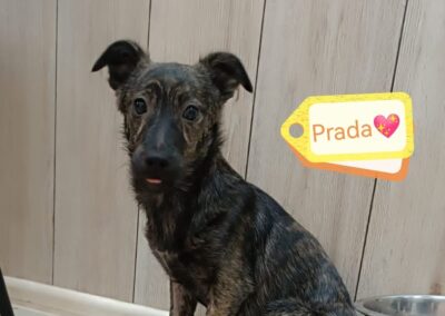 Reserved: Prada- a tiny 7- 8 months old girl