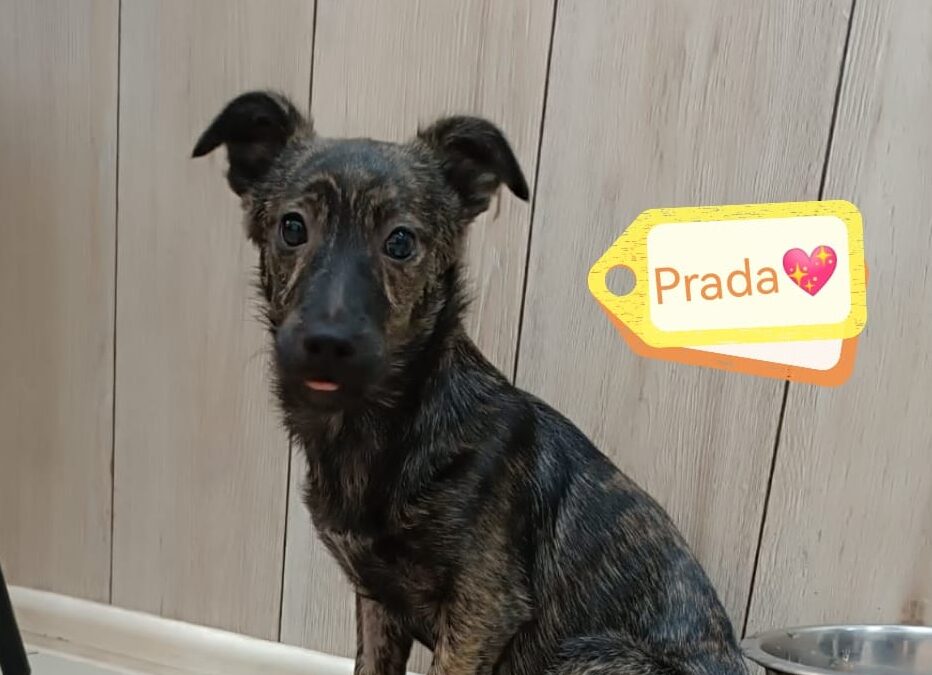 Reserved: Prada- a tiny 7- 8 months old girl