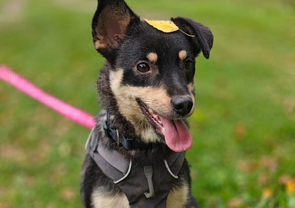 Reserved: Buka-3-year-old girl -small size- Ukraine war dog-arrival November 7