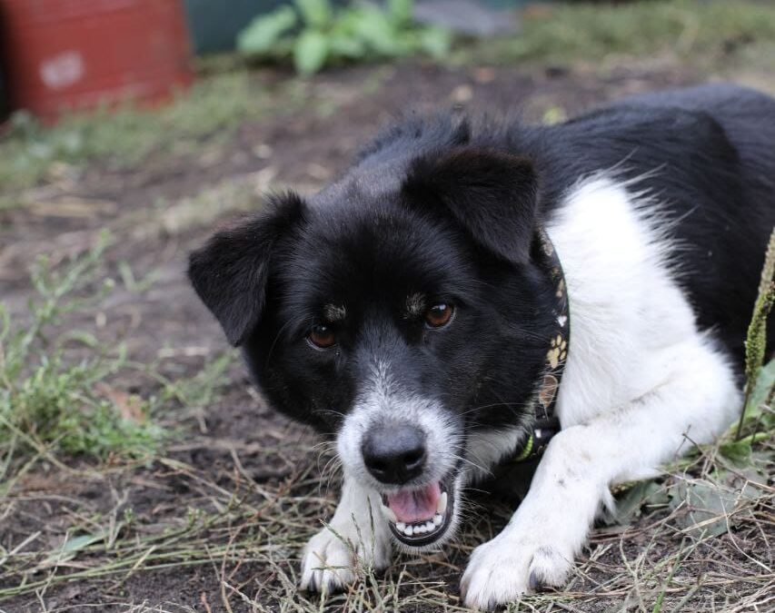 Reserved:Bob- 1-year-old lower-medium boy- Ukraine war dog-arrival November 7