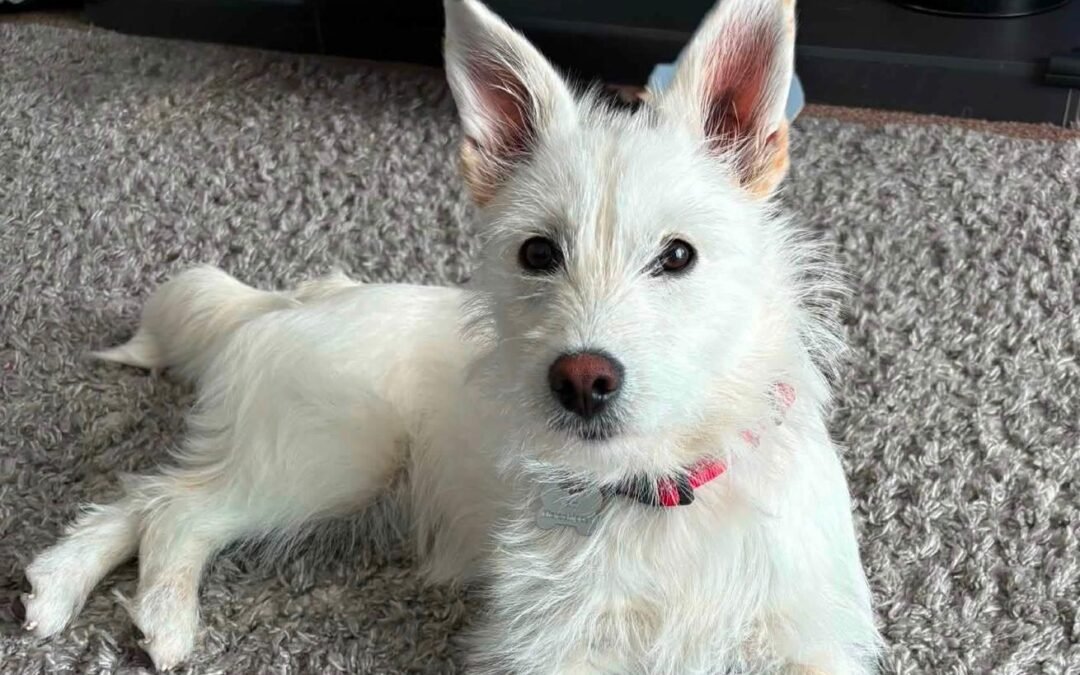 UK Based (Reading, RG15): Snowy – 1 year old upper-small size girl- Reduced Fee