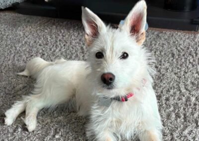 UK Based (Reading, RG15): Snowy – 1 year old upper-small size girl- Reduced Fee