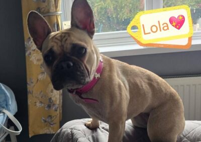 Reserved: UK Surrender(Rotherham, S63): Lola- nearly 2 yo – small -French Bulldog girl- REDUCED FEES