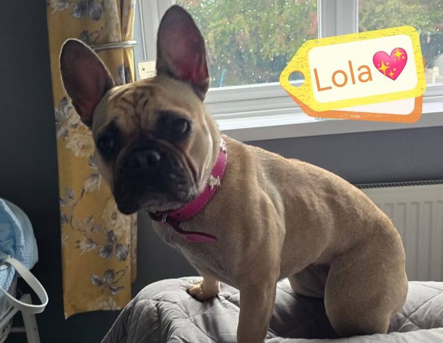 UK Surrender(Rotherham, S63): Lola- nearly 2 yo – small -French Bulldog girl- REDUCED FEES