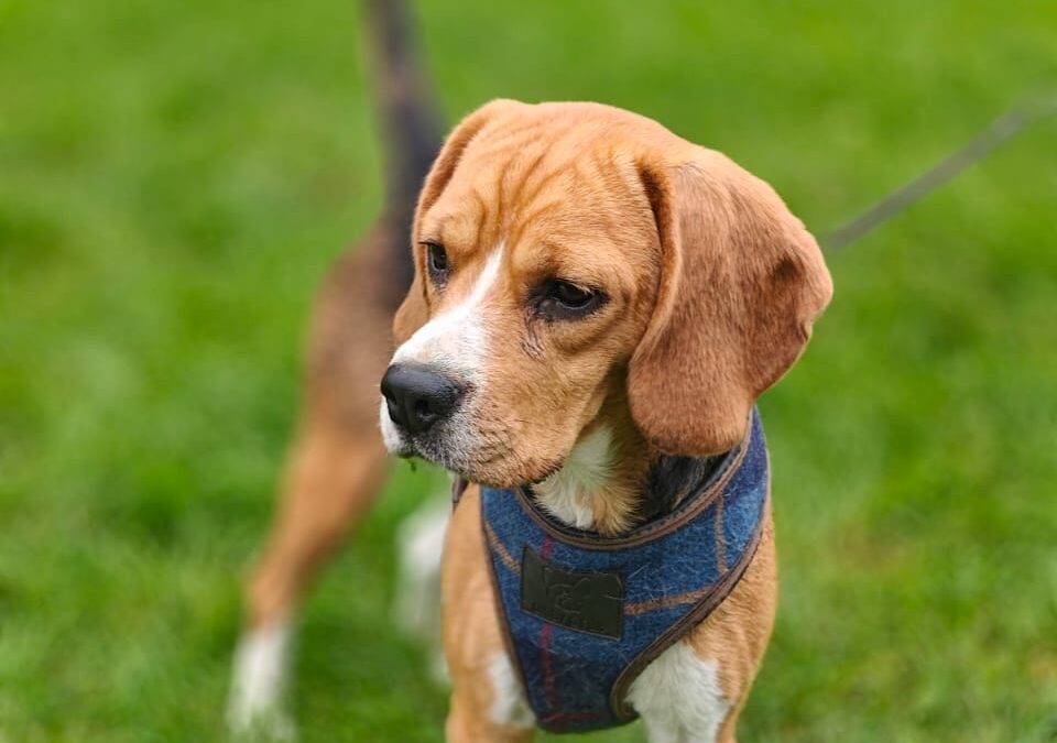Reserved: UK Based (Folkestone, Kent): Lucy -4-year-old small-size Beagle girl,