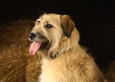 Reserved: UK Surrender (Loughborough, LE11): Cooper- 3½-year-old boy -large- Adoption fee significantly reduced