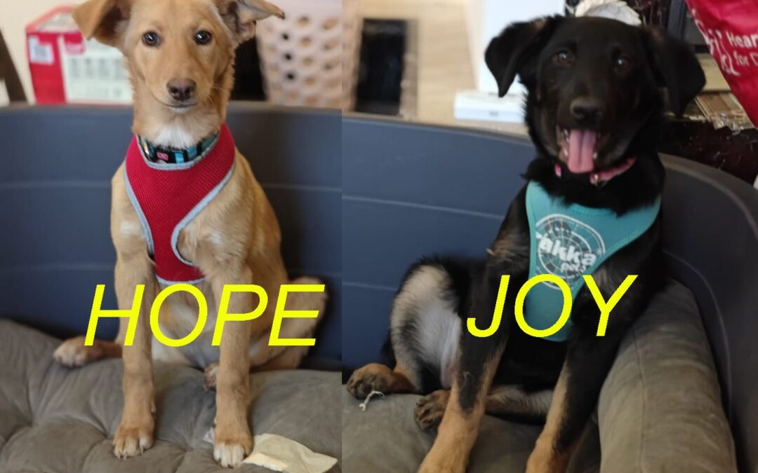 Hope and Joy -7(8) months old sisters- small/small-to-medium-Ukraine war dog-arrival 19 December