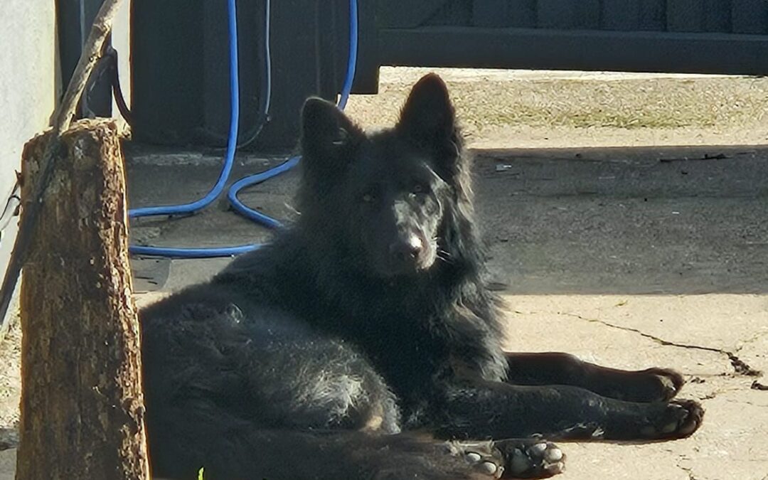 Reserved: UK BASED (Nottinghamshire NG17): Axel-3-year-old-Large- German Shepherd