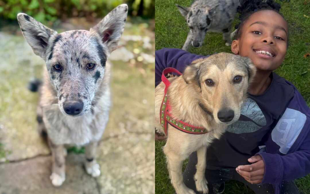 URGENT FOSTER OR ADOPTION: UK Based (Angus, Scotland): Maily (1 year girl) + Nick (7/8 months boy)- medium