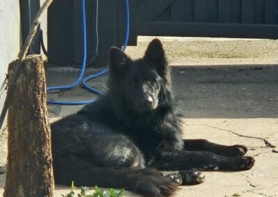 Reserved: UK BASED (Nottinghamshire NG17): Axel-3-year-old-Large- German Shepherd