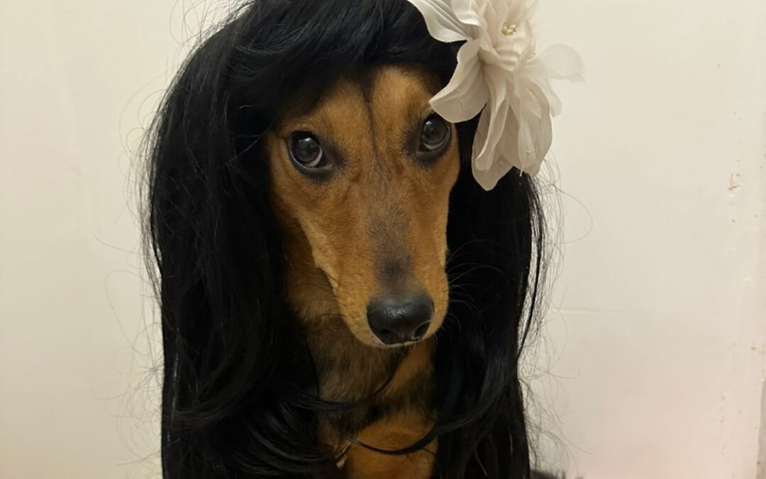 Rapunzel – 1-year-old lower medium girl- Ukraine war dog-arrival 19 December