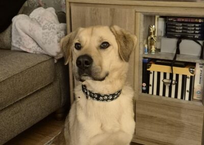 Fading in Kennels (Spalding, Peterborough): RUFUS- 2,5 yo – medium-to-large boy- FOSTER/ADOPT HOME NEEDED