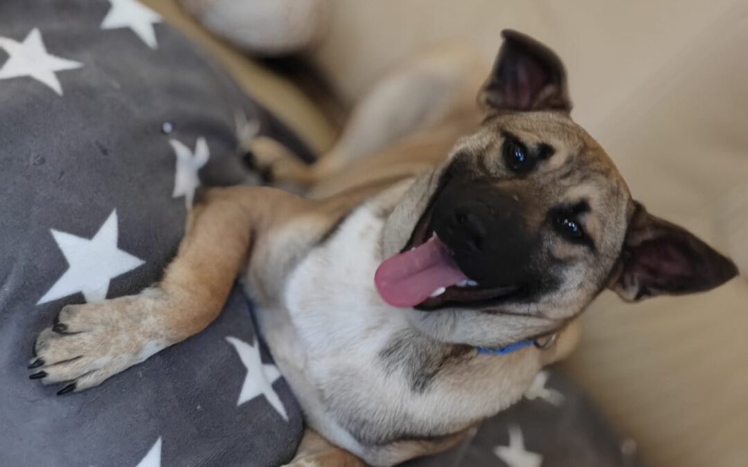 Lisa – 7(8)-month-old lower-medium girl- Ukraine war dog-arrival 19 December