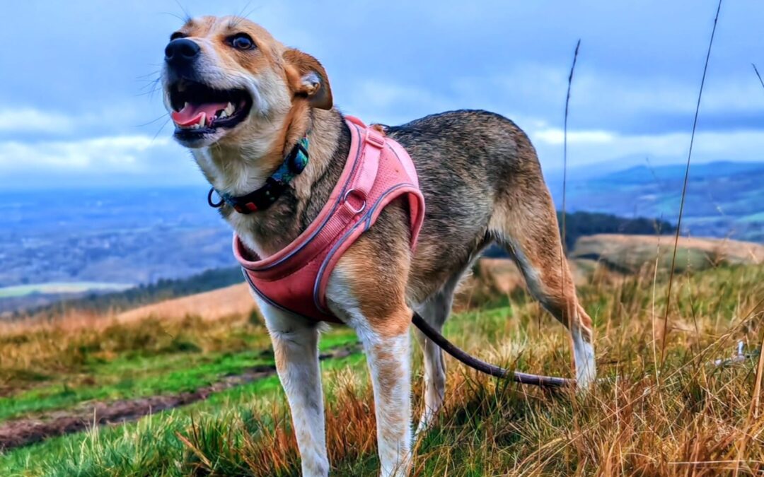 UREGENT: UK Based(Cheshire SK12 ): Lolly -1.5-year-old -small size girl