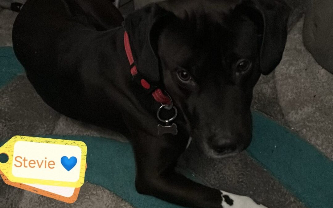 UK Surrender(Burton-upon-Trent, DE15): Stevie 4-year-old boy- Dalmatian cross