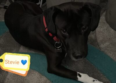 UK Surrender(Burton-upon-Trent, DE15): Stevie 4-year-old boy- Dalmatian cross