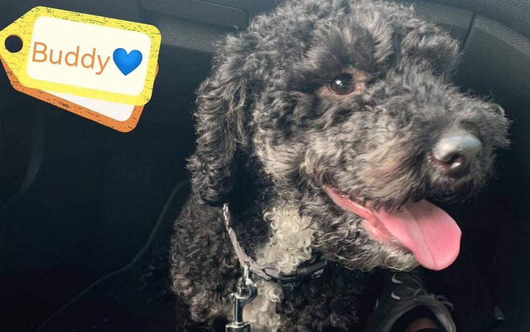 UK Surrender (Leicestershire LE9): Buddy- Cockapoo-6-year-old- low medium-sized boy