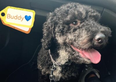 Reserved: UK Surrender (Leicestershire LE9): Buddy- Cockapoo-6-year-old- low medium-sized boy