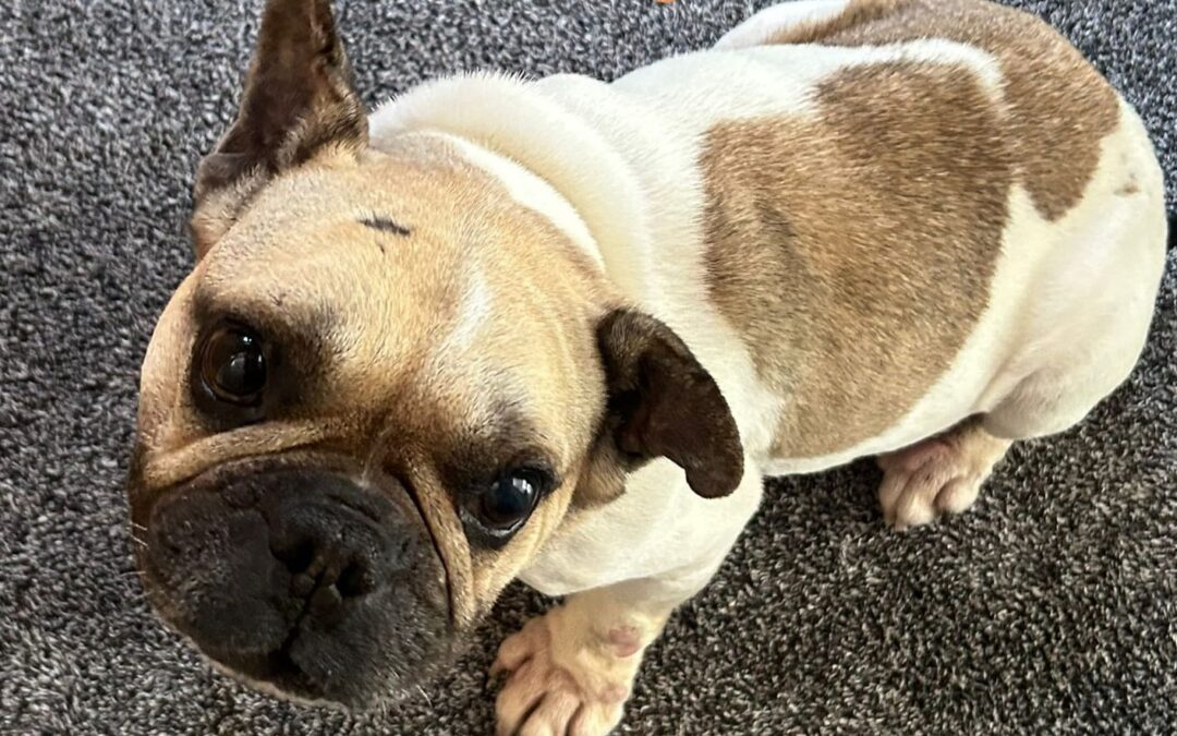 UK Surrender(Merseyside CH61): ELVA – 6(7)-year-old Frenchie Rescued From Starvation