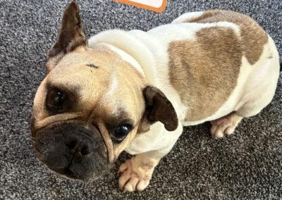 UK Surrender(Merseyside CH61): ELVA – 6(7)-year-old Frenchie Rescued From Starvation