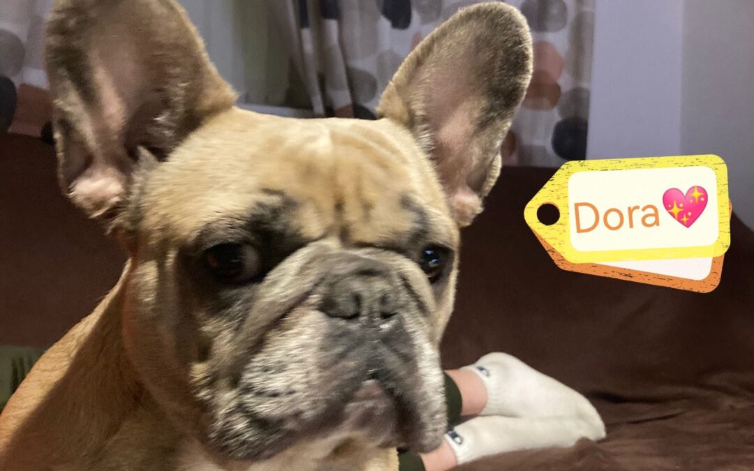 UK Surrender (East Midlands):Dora- 4-year-old Frenchie-many times betrayed, but still loving