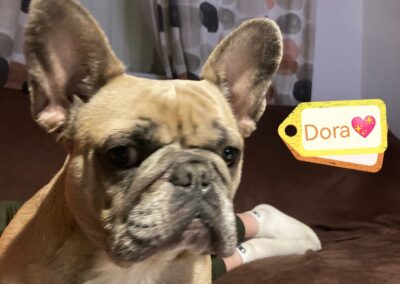 UK Surrender (East Midlands):Dora- 4-year-old Frenchie-many times betrayed, but still loving
