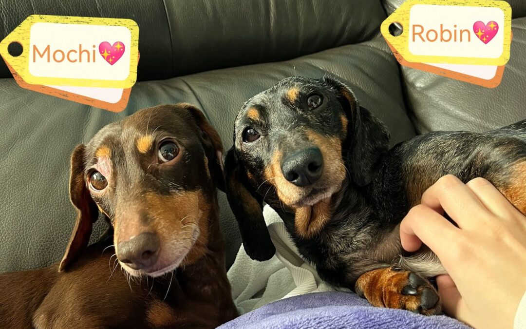 UK Surrender(Staffordshire, DE13): Robin and Mochi – 7/8 years old -two bonded miniature female Dachshunds