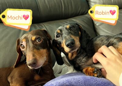 UK Surrender(Staffordshire, DE13): Robin and Mochi – 7/8 years old -two bonded miniature female Dachshunds