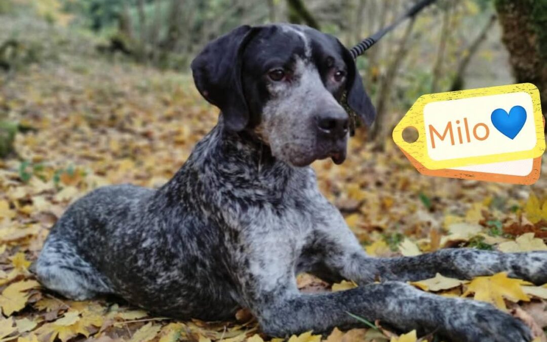 URGENT: UK Based (Kidderminster, DY10): Kobe (Milo)-4 year-old male-German Shorthaired Pointer (Kurzhaar) – medium-sized- Reduced Fee