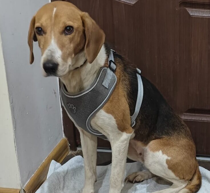 UK Based (Lancashire OL7): FOSTER or ADOPT: Radna -2 years old lady- lower medium/medium size- Estonian Hound