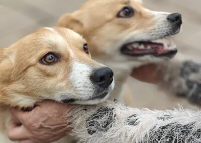 URGENT Foster or ADOPT: UK Based (Thringstone, LE67):MEYA & KALLIE – 8,5-month sisters -small in size