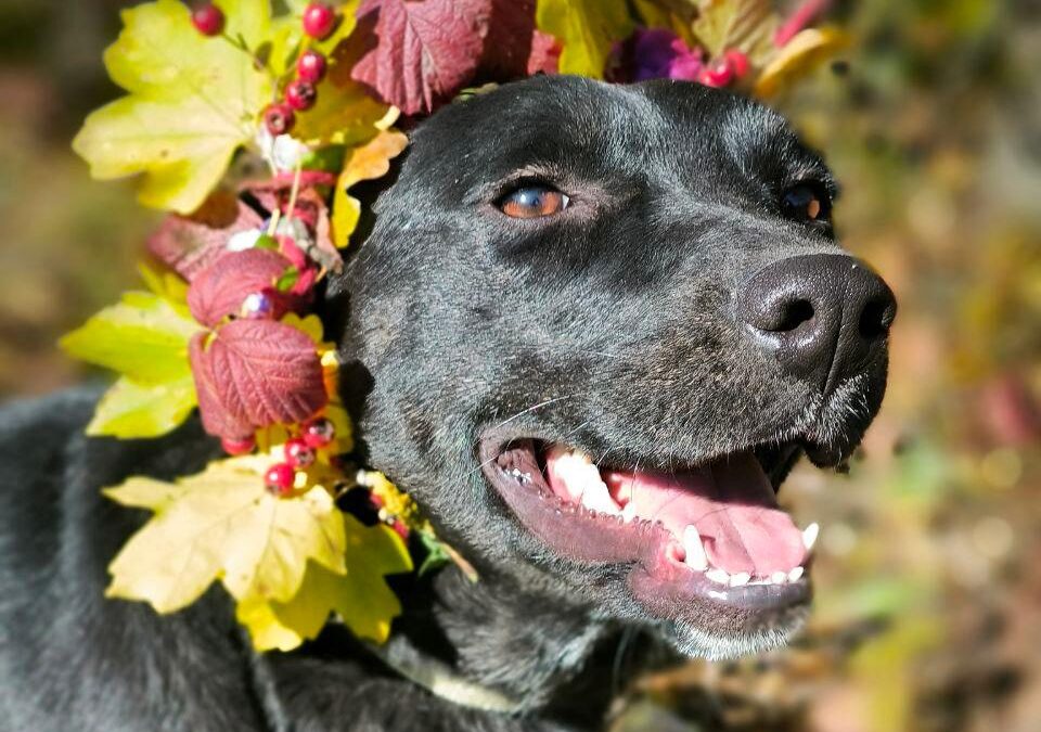 Blacky-1.5-year-old girl-upper-medium size- Ukraine war dog-arrival 16 January