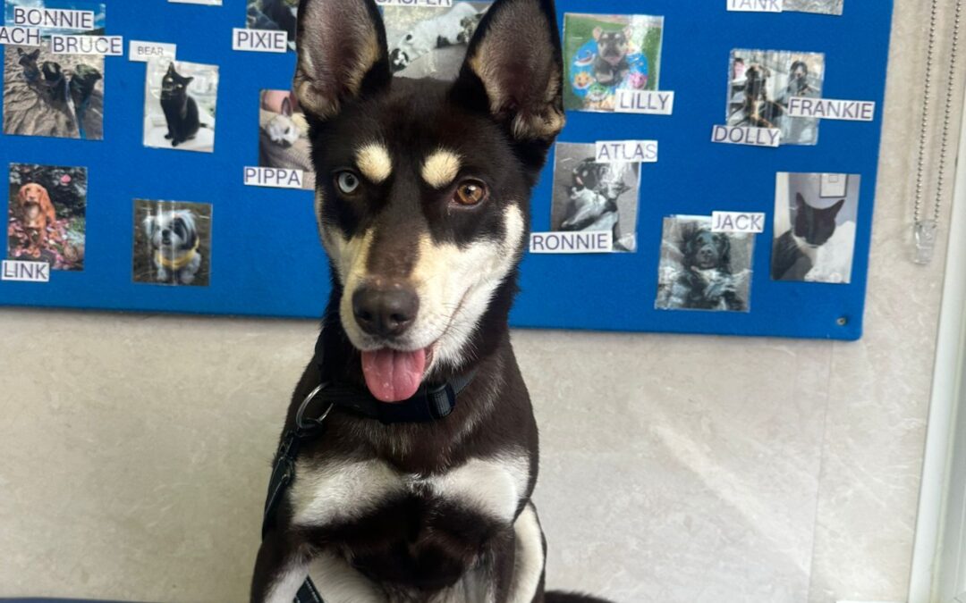 URGENT: UK Based (Ashby-de-la-Zouch, LE65): Azara- 3-year-old – small/lower-medium girl