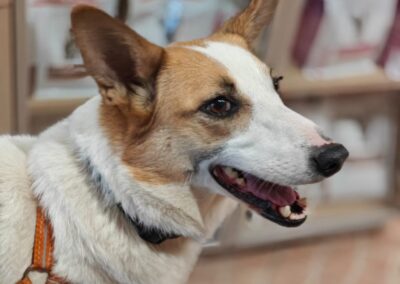 Reserved: Alaya-upper-medium/large girl- 4 years old- Ukraine war dog-arrival 16 January