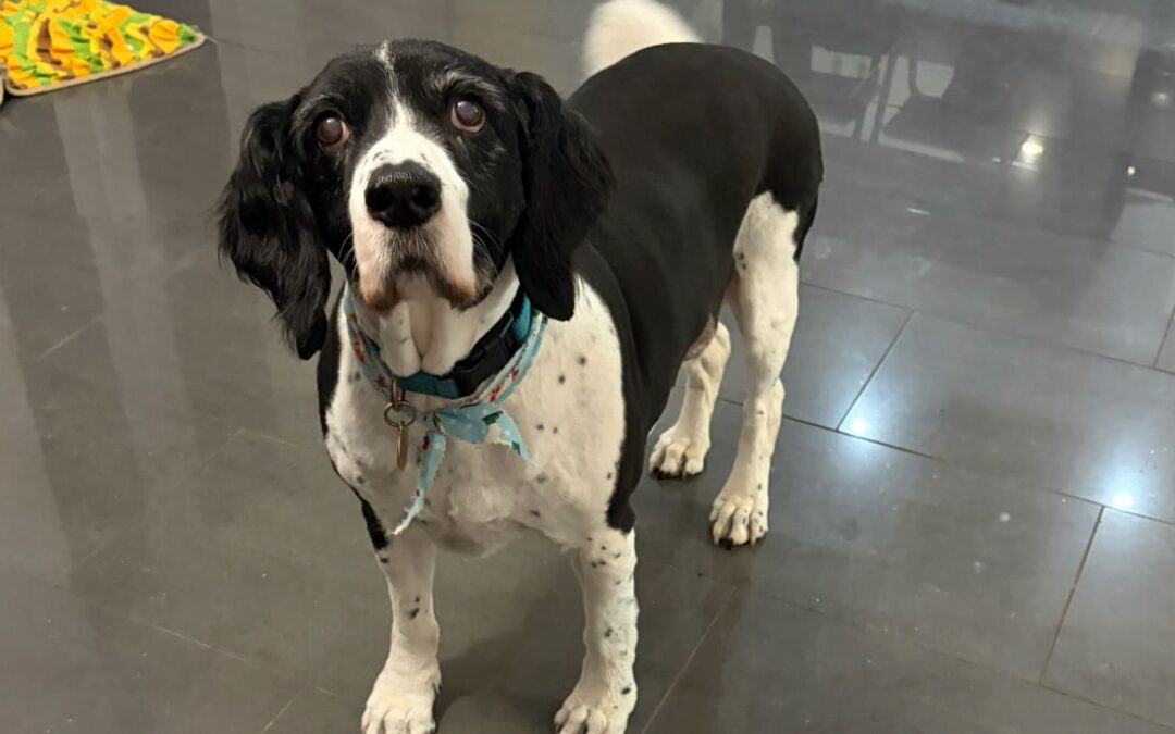 UK Surrender(Cambridgeshire, PE2): Jake-13-year-old Collie x Springer medium-sized boy- REDUSED FEES!