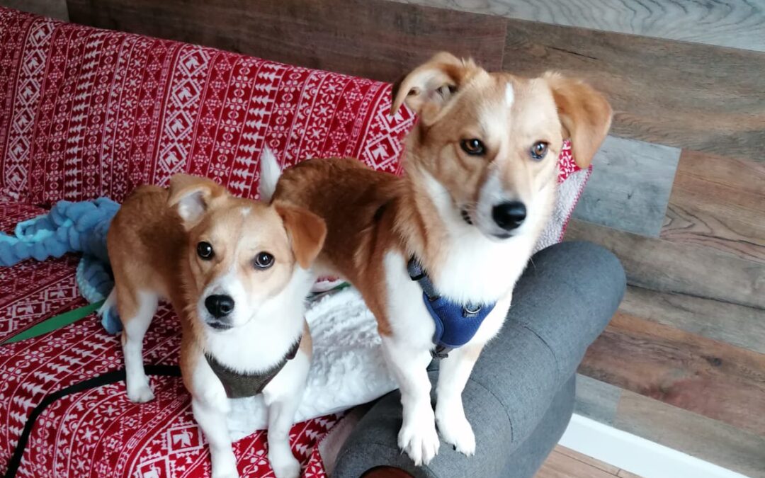 UK Based (Folkestone CT19):MEYA & KALLIE – 9-month sisters -small in size