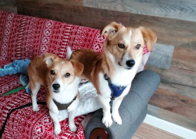 Reserved: UK Based (Folkestone CT19):MEYA & KALLIE – 10-month sisters -small in size