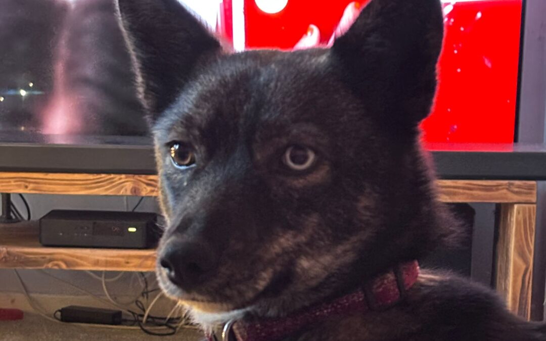 Reserved:UK Based (Carlton, DN14): Vika – 1-year-old Upper-Small/Low Medium size girl