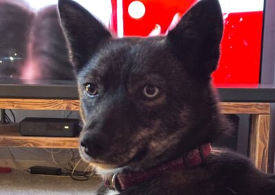 Reserved:UK Based (Carlton, DN14): Vika – 1-year-old Upper-Small/Low Medium size girl