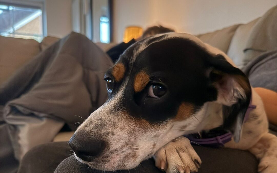 Reserved:UK Surrender(Birmingham, B91): Max-10-month-old Jack Russell cross- small size