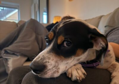 Reserved:UK Surrender(Birmingham, B91): Max-10-month-old Jack Russell cross- small size