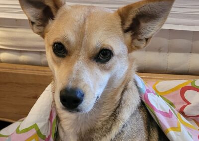 Reserved: UK Based(Disley, Cheshire): Lolly -1.5-year-old -small size girl