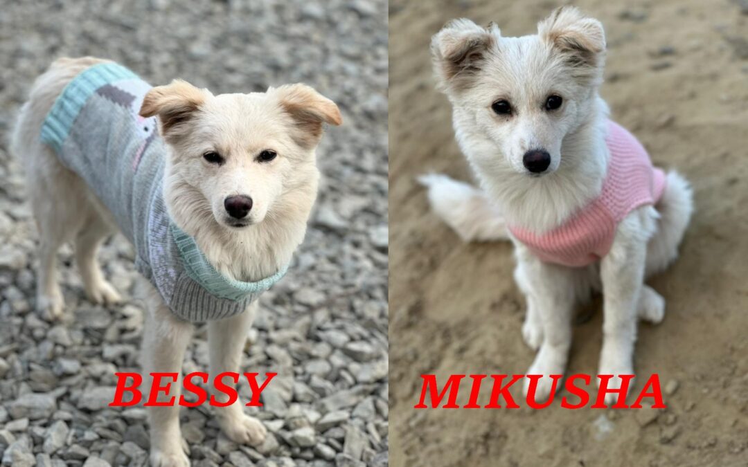 Bessy&Mikusha- 8-month-old sisters-small in size- Ukraine war dog-arrival 6 February