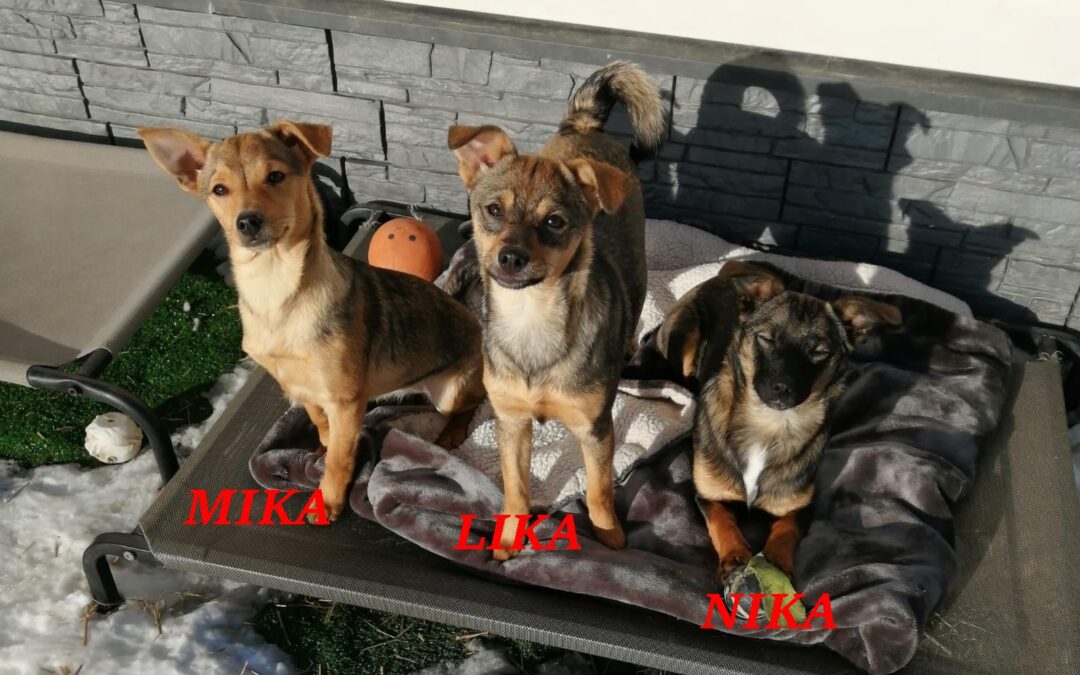 MIKA, NIKA & LIKA- 7 months old – small size- ANY COMBINATION TOGETHER OR SEPARATELY-Ukraine war dog-arrival 6 February