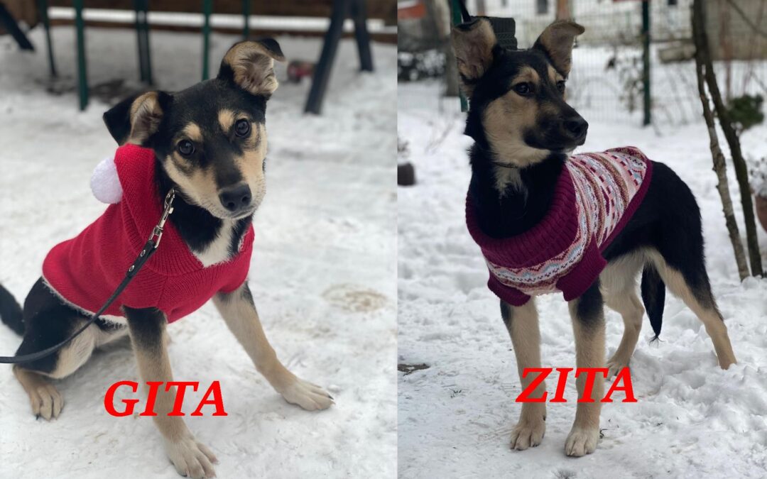 Zita and Gita – 6-month-old lower-medium size- Ukraine war dog-arrival 6 February