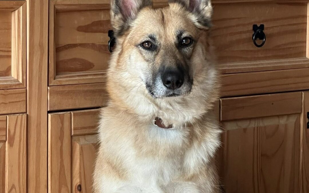 URGENT: UK Based (Retford, DN22): LEIA- loyal 5,5 year young-upper medium girl-  GSD