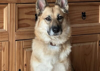 URGENT: UK Based (Retford, DN22): LEIA- loyal 5,5 year young-upper medium girl-  GSD