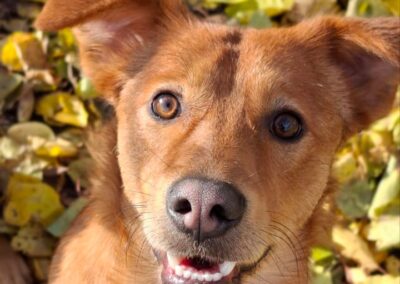 URGENT: UK Surrender (Folkestone): Arny- 9-month-old  boy-medium-sized